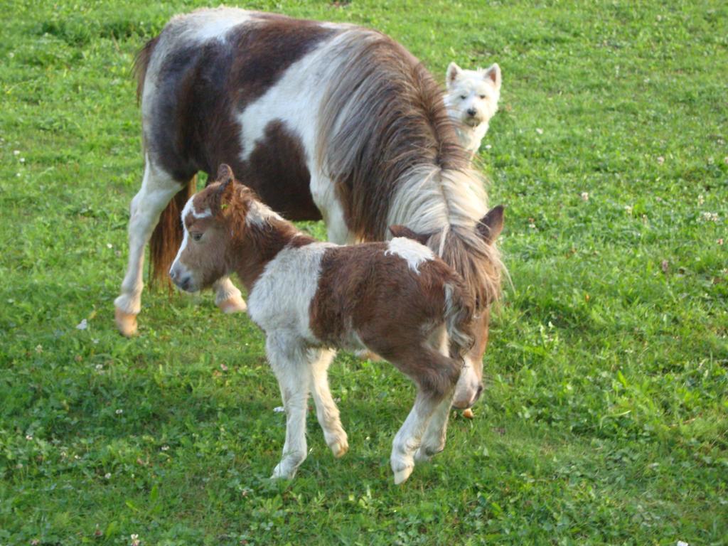 Winnewieser Vandoies Exterior foto
